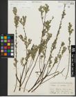 Foto von Salix repens subsp. repens L.